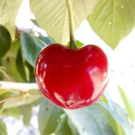 Monte Adamo Bauernhof