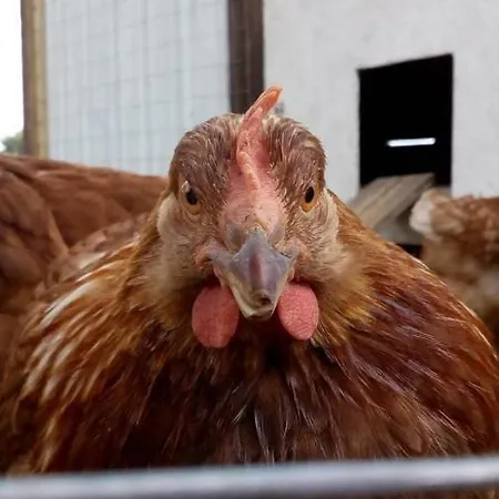 Monte Adamo Bauernhof Conversano