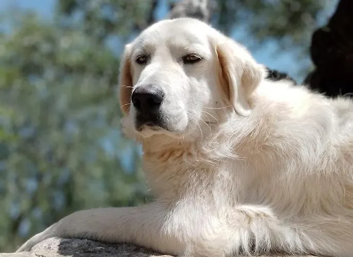 בית חווה Monte Adamo קונברסאנו